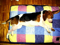 Beagle kod kuće 1 [ 43.23 Kb ]