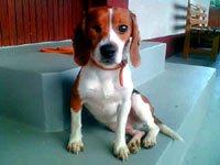 The beagle at home 2 [ 13.49 Kb ]