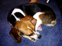 The beagle at home 3 [ 85.02 Kb ]