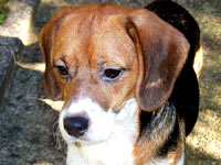 The beagle at home 11 [ 74.63 Kb ]