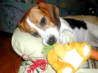 The beagle at home 21 [ 27.22 Kb ]