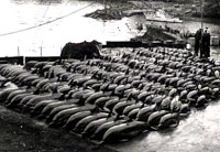 dolphin carcasses [ 20.26 Kb ]