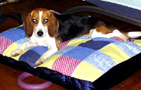 The beagle at home 23 [ 36.37 Kb ]