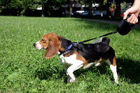 The beagle at home 25 [ 92.71 Kb ]