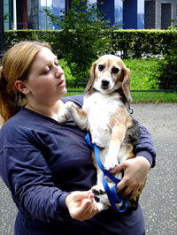 The beagle at home 28 [ 157.75 Kb ]