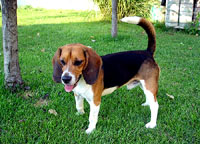 The beagle at home 38 [ 82.30 Kb ]