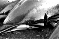 dolphin tear [ 57.52 Kb ]