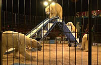 Polarni medvjedi u cirkusu