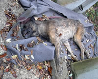 13.11.2005. - Pas pronađen na Zelenoj magistrala