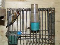 Confiscated goldfinch [ 52.56 Kb ]