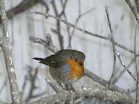 Zaplijenjeni crvenda� [ 31.88 Kb ]