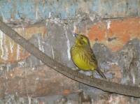 Zaplijenjena strnadica [ 47.00 Kb ]