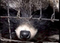 Chinese fur industry 1
