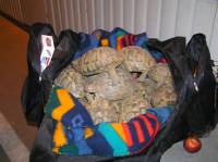 Zapljena za�ti�enih kornja�e na Bajakovu, 19.02.2006. (1) [ 50.81 Kb ]