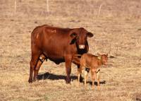 Source: A.R.M.O.R.Y. - Cow and calf [ 69.54 Kb ]