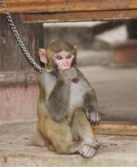 Source: A.R.M.O.R.Y - Chained monkey [ 47.09 Kb ]