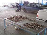 Zapljena za�ti�enih ptica na Bajakovu 1 [ 44.02 Kb ]