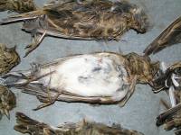 Zapljena za�ti�enih ptica na Bajakovu 2 [ 55.64 Kb ]