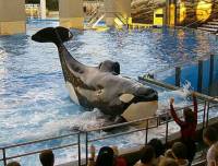 Source: A.R.M.O.R.Y - Killer whale doing tricks [ 61.42 Kb ]