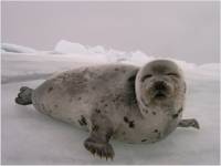 Beautiful, innocent baby seal [ 22.04 Kb ]