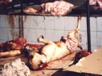 Dog meat 15 [ 38.41 Kb ]