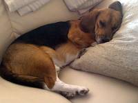 The beagle at home 44 [ 40.16 Kb ]