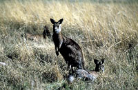 kangaroo2 [ 86.86 Kb ]