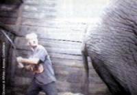 Source: Animal Defenders - elephant training [ 13.23 Kb ]