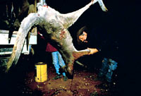 kangaroo3 [ 37.31 Kb ]