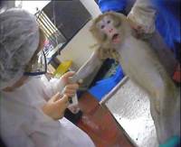 Zlostavljanje majmuna u pokusu [ 31.34 Kb ]