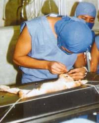 Pokus bez anestezije [ 30.25 Kb ]