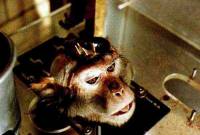 Pokus na majmunu [ 48.36 Kb ]