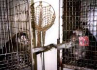 Primati u kavezu [ 22.62 Kb ]
