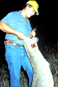 kangaroo5 [ 62.50 Kb ]