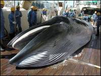 A killed whale [ 47.08 Kb ]