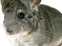 Izvor: furisdead.com - �ini�la