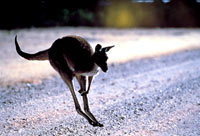 kangaroo9 [ 47.24 Kb ]