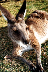 kangaroo10 [ 79.02 Kb ]