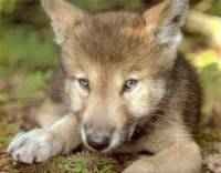 Wolf puppy [ 42.34 Kb ]