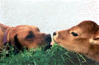 Dog and calf [ 57.87 Kb ]