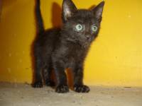 Black kitten [ 27.78 Kb ]