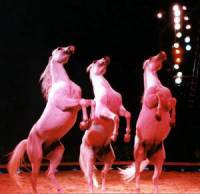 Konji u cirkusu