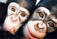 Izvor: A.R.M.O.R.Y. - čimpanze oslobođene iz laboratorija [ 38.52 Kb ]