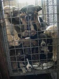Source: www.arka.org.yu - dogs in Serbia [ 37.62 Kb ]