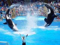Performing orcas [ 53.26 Kb ]