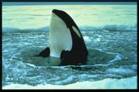 Source: www.animalphotolibrary.com - Orca [ 40.68 Kb ]