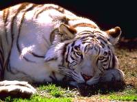 White tiger [ 53.41 Kb ]