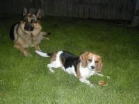 Bella 2 [ 44.13 Kb ]