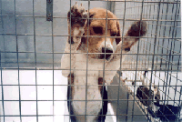 Psi se dr�e u izoliranim kavezima bez i�ega unutra [ 43.54 Kb ]