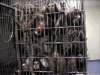 10.362 primata je kori�teno u pokusima u EU tijekom 2002. [ 61.87 Kb ]